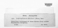 Leptosphaeria michotii image